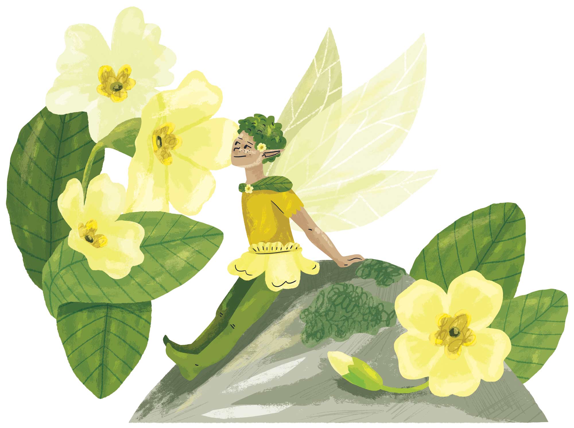 Primrose Fairy from Foraging: The Complete Guide for Kids and Families illustrated by Elly Jahnz